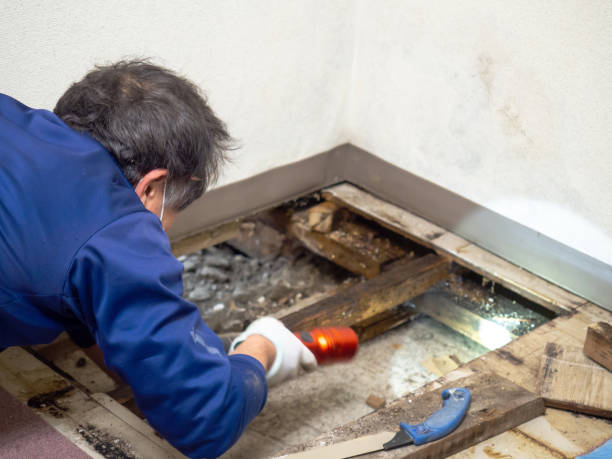 Best Attic Mold Removal  in Wallington, NJ