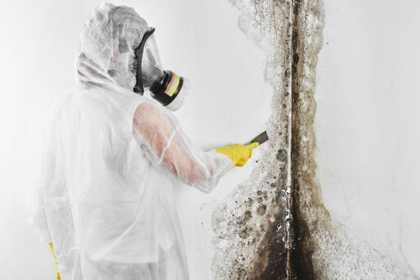 Best Affordable Mold Removal  in Wallington, NJ