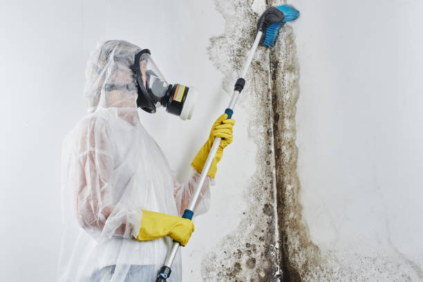 Best Mold Inspection  in Wallington, NJ