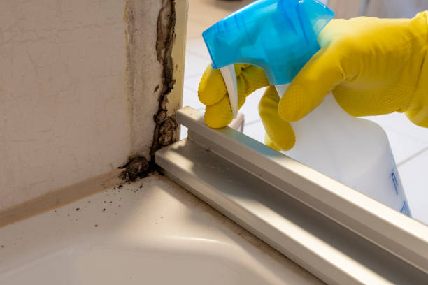 Best Same-Day Mold Removal  in Wallington, NJ