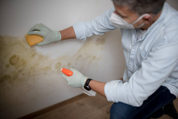 Best Same-Day Mold Removal  in Wallington, NJ