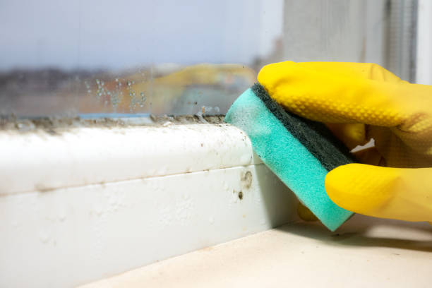 Best Black Mold Removal  in Wallington, NJ