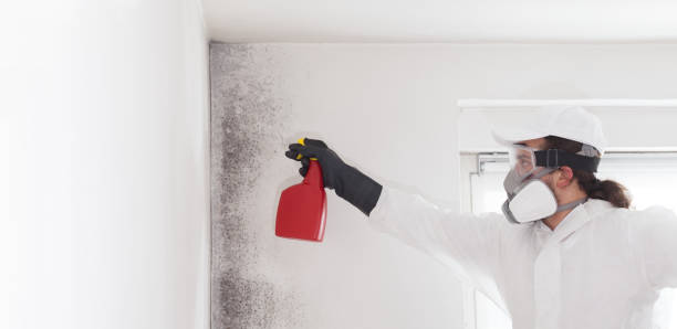 Trusted Wallington, NJ Mold Removal Experts