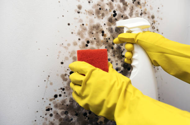 Best Local Mold Removal Service  in Wallington, NJ