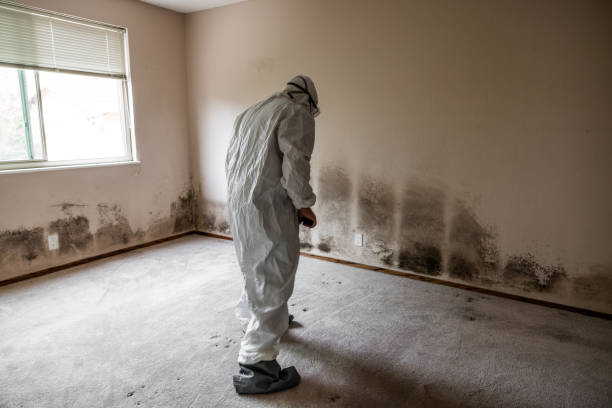 Best Affordable Mold Removal  in Wallington, NJ