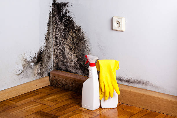 Best Mold Testing  in Wallington, NJ