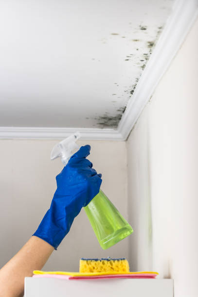 Best Best Mold Removal Companies  in Wallington, NJ